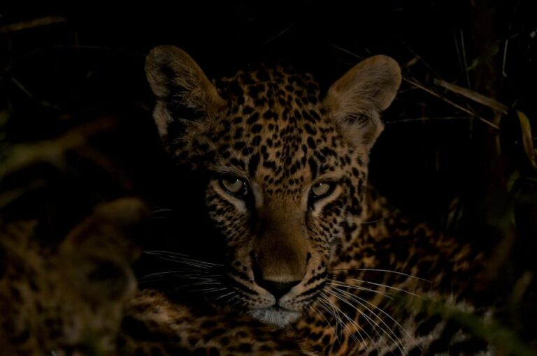 Sabie Game Reserve: Sunset Safari with Sundowners
