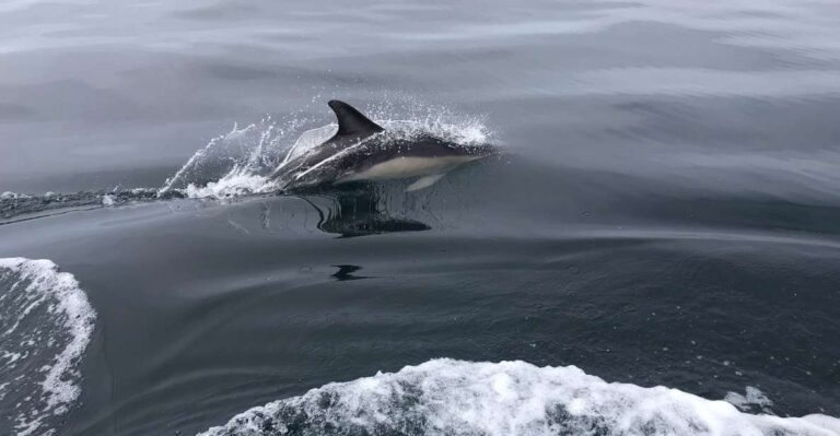 Salema: Dolphin Watching