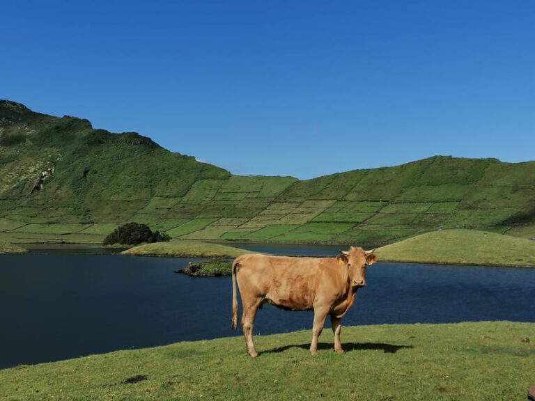 Sao Jorge Cheese Tour – Half day