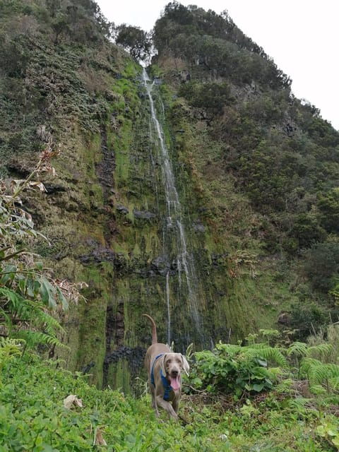 São Jorge: Fajã Camping and Hiking Tour