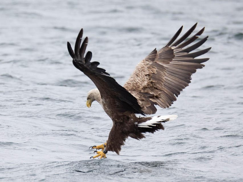 Sea Eagle Sunset Cruise - An In-Depth Look at the Sea Eagle Sunset Cruise