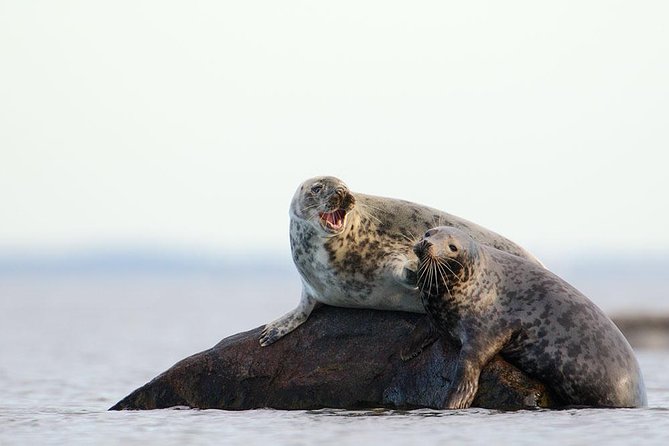 Seal-Watching Tour near Malusi Islands - The Itinerary in Detail