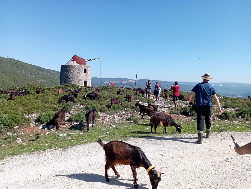 Serra dos Candeeiros : Shepherd for a morning - An In-depth Look at the Serra dos Candeeiros Shepherd Walk
