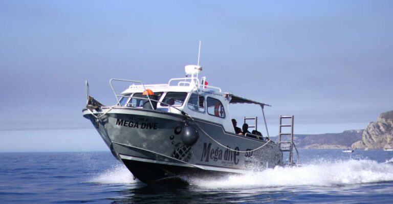 Sesimbra: Dolphin Watching with a marine biologist