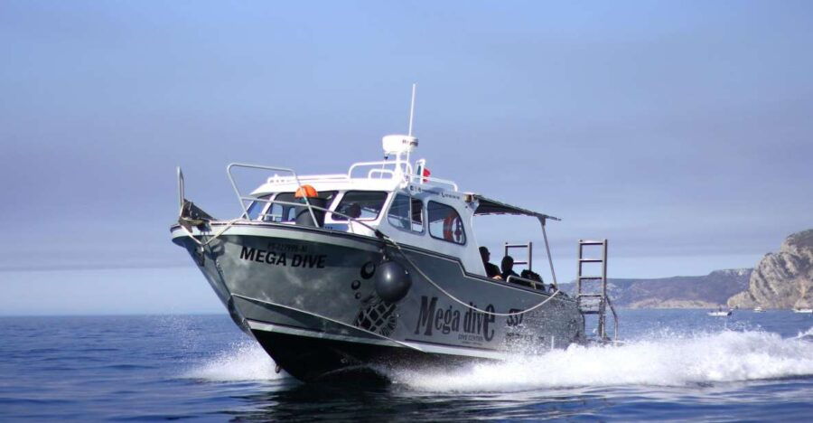 Sesimbra: Dolphin Watching with a marine biologist - What to Expect from the Dolphin Watching Tour in Sesimbra