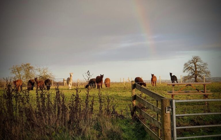 Shropshire: Alpaca Meet & Greet Intimate Alpaca Experience