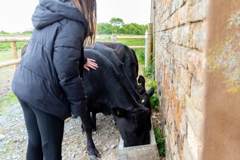 Shropshire: Meet the Mini Moos Cow Cuddling Experience