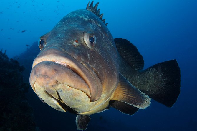 Single Dive for qualified divers from shore, region Puerto del Carmen. - The Details: What to Expect from the Shore Dive in Puerto del Carmen