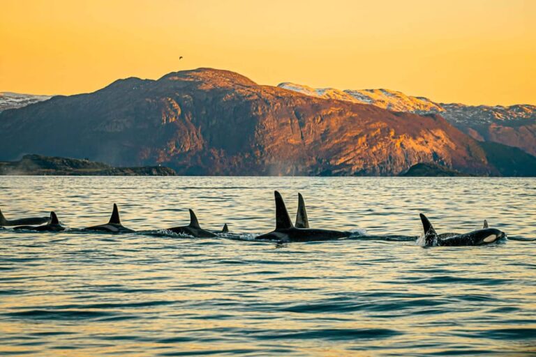 Skjervøy: Whale Watching with RIB Boat and Local Guide