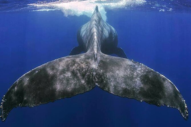 Small Group Boat Whale and Dolphin Watching Tour