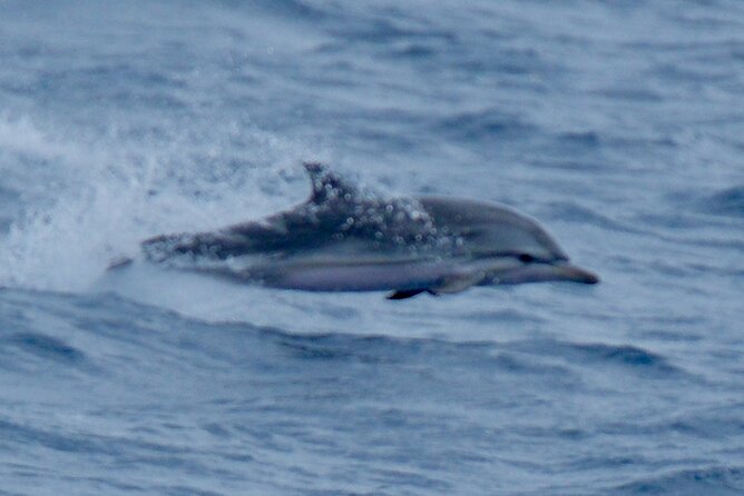 Small Group Dolphin Sunset Tour on Electric Sailing Boat Denia - What to Expect from This Sunset Dolphin Tour