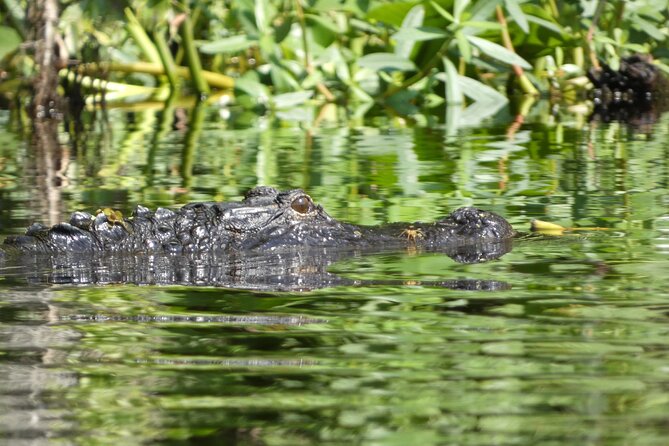 Small Group Scenic Wekiva River Kayak Tour near Orlando - The Itinerary Breakdown: What to Expect