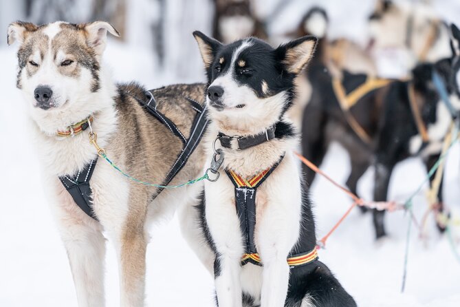 Small Group Wilderness Husky Sledding 2h from Tromsø (car needed) - What to Expect from the Husky Sledding Experience