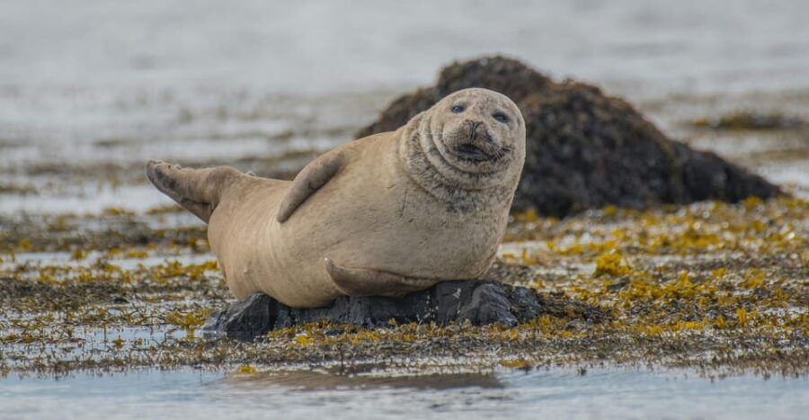 Snæfellsnes peninsula: Small Group tour by van - Good To Know