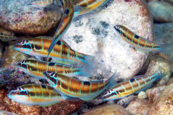 Snorkeling at Isola Bella Marine Park Taormina - Detailed Review of the Snorkeling Experience