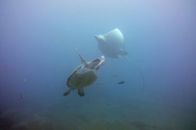 Snorkeling from Boat in Puerto Colón - Final Thoughts