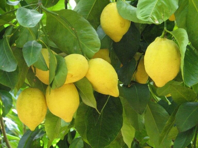 Sorrento: Lemon, Olive Oil and Wine Tasting Tour with Lunch