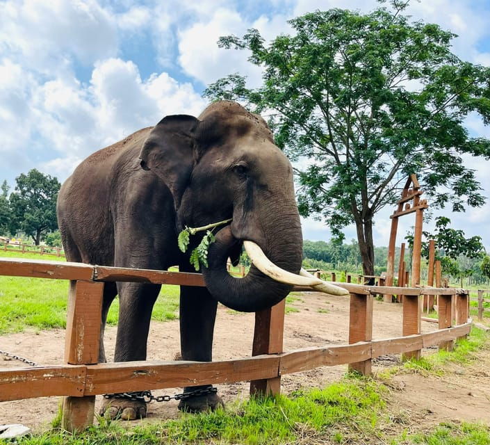 South Africa from Joburg: Elephant Sanctuary Half Day Tour - An In-Depth Look at the Experience