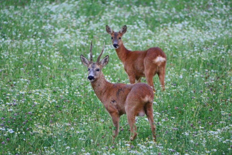 Stockholm: Evening Wildlife Safari with Midsummer Meal - Good To Know