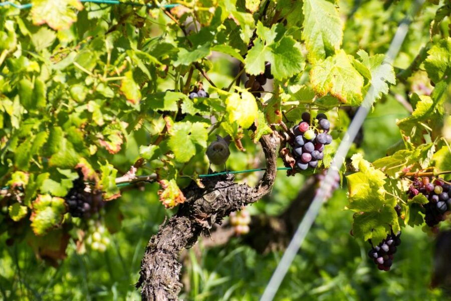 Stuttgart: Guided Vineyards Tour - Good To Know