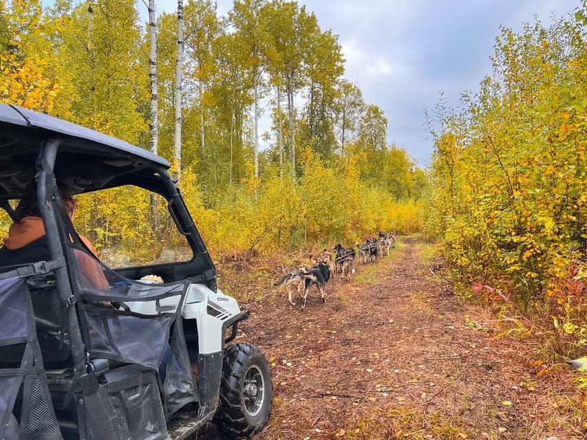 Summer Dog Sled Ride and Kennel Tour - Why This Tour Is Worth Considering