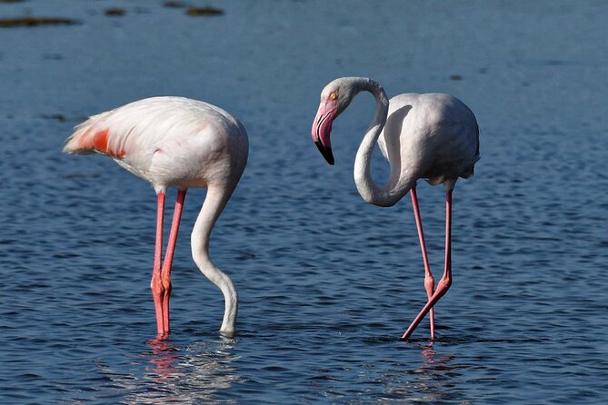 Sunset among flamingos in the Ebro Delta - An in-depth look at this Sunset Flamingo Tour