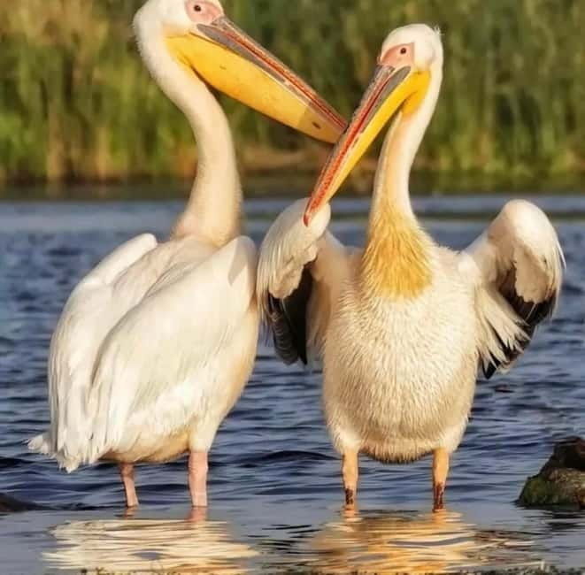 SUPER TOUR: Day Trip to Danube Delta