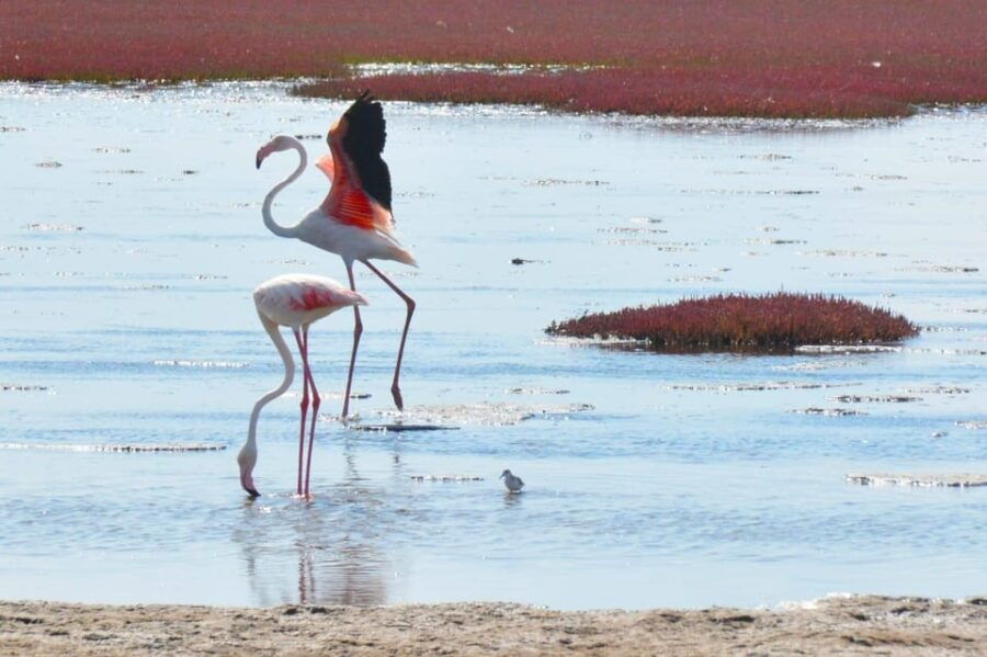swakopmund city tour dune 7 pink lake pink flamingos - Exploring Swakopmund: What Can You Expect?