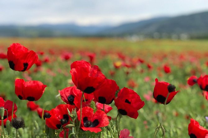 Tbilisi & Mtskheta bus tour hop on hop off