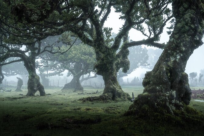 The Fanal Forest by Feeling Madeira