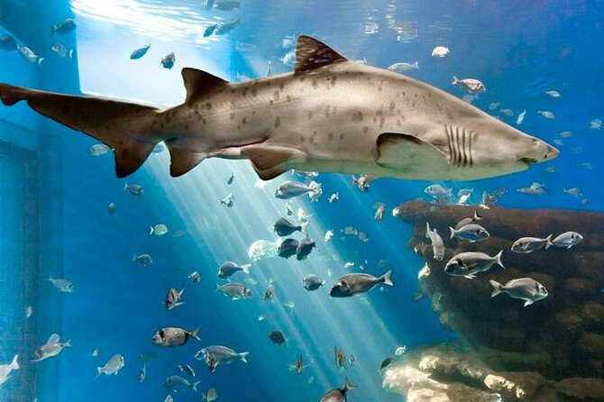 Ticket Palma Aquarium - An Honest Look at Palma Aquarium