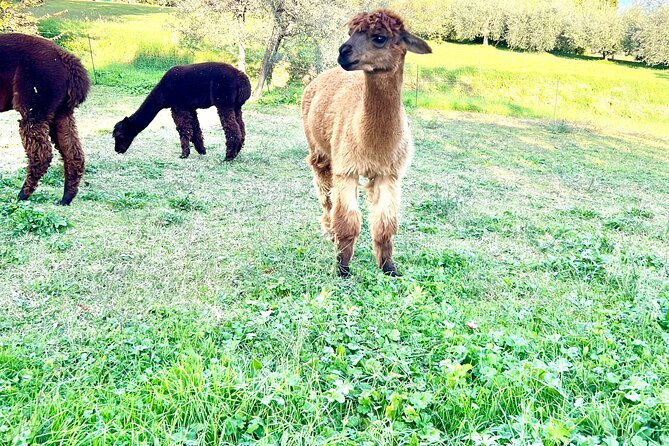 Tour of the Alpacas and the pigs of Cinta Senese in Montepulciano - An In-Depth Look at the Tour Itinerary