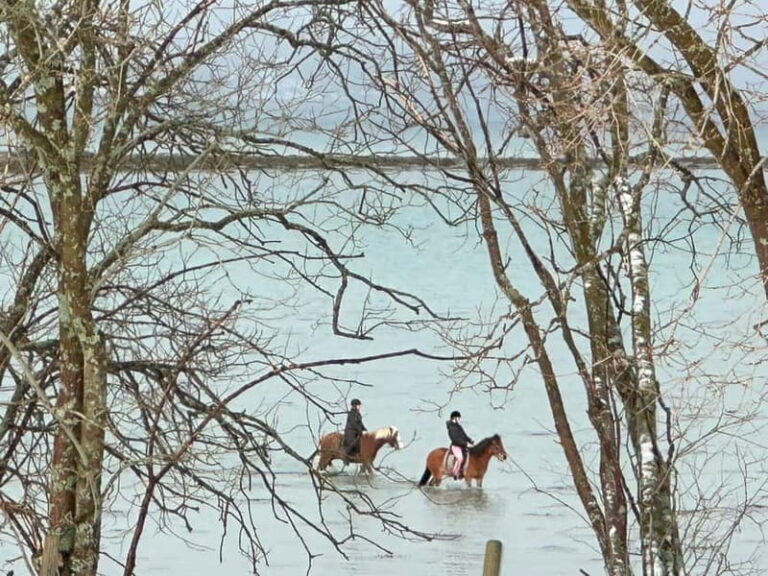 Tromsø: Horseback Riding Tour