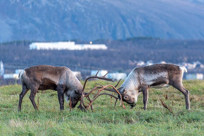 Tromsø: Kvaløya & Sommarøy Guided Tour