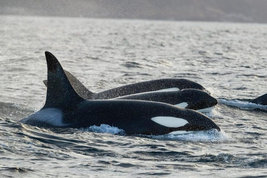 Tromsø: Orca and Whale Watching comfort heated boat Trip - An Introduction to the Experience