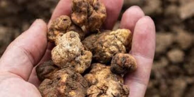 Truffle experience from Naples and Salerno