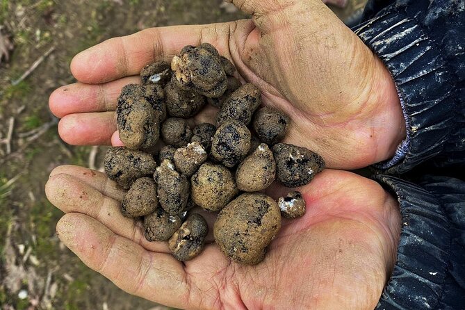 Truffle Hunting and Lunch in Piedmont Trattoria