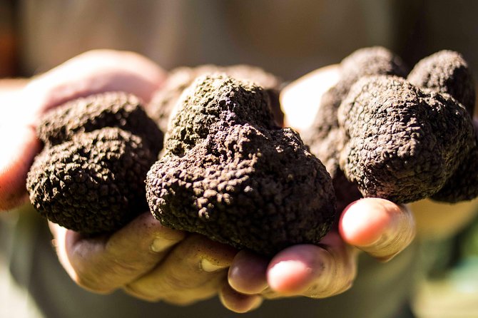 Truffle hunting near Rome - An In-Depth Look at the Truffle Hunting Experience