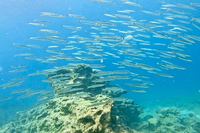 Try Dive – Scuba Diving with a private guide, incl. photos