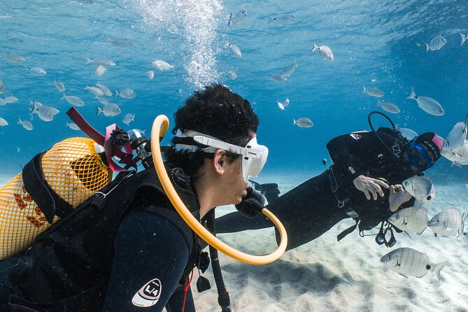 Try Scuba Diving | 1 dive