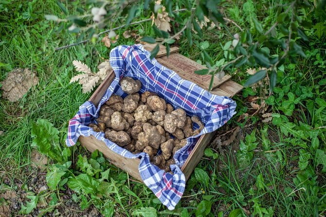 Tuscany Truffle Hunt: a 5-hour Gourmet Culinary Adventure