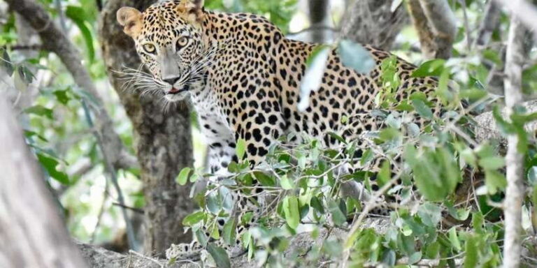 Udawalawe National Park: Safari with Experienced Driver
