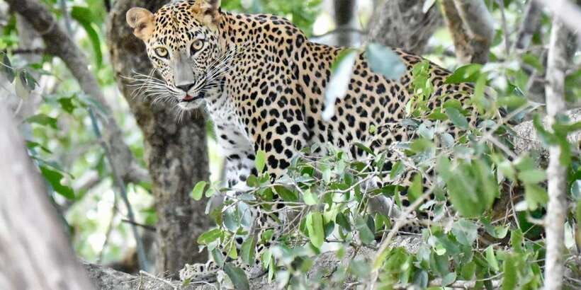Udawalawe National Park: Safari with Experienced Driver - What’s Included and What to Expect