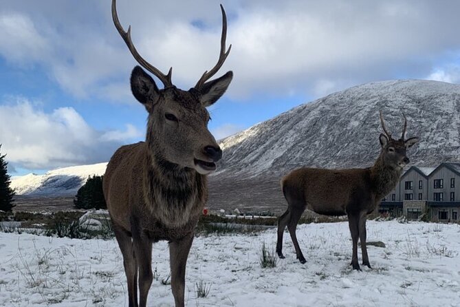 Ultimate Day tour Edinburgh: Glencoe, Highland Cows, Loch Lomond