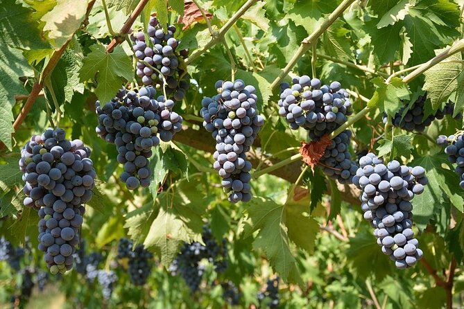 Verona and Amarone