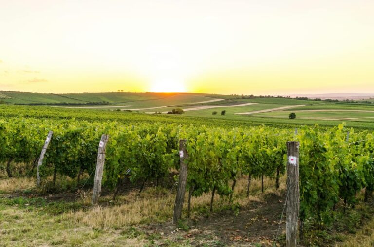 Vienna: Surroundings Sip & Savor Tour