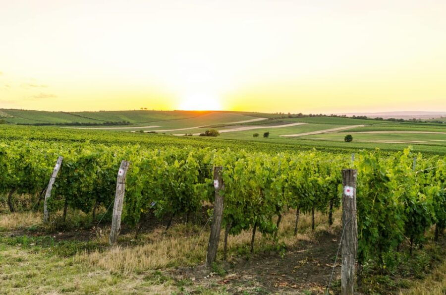 Vienna: Surroundings Sip & Savor Tour - The Experience: A Closer Look
