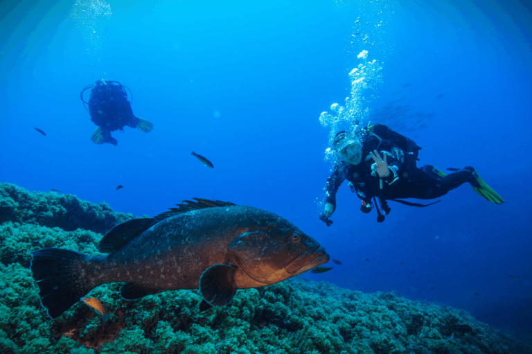 Vila Franca do Campo: Try Scuba Diving