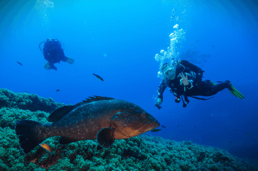 Vila Franca do Campo: Try Scuba Diving - Who Will Enjoy This?