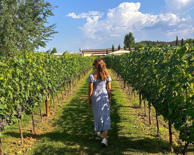 Vineyard Escape, Walk, Lunch and Wine Tasting - Discovering Tenuta Torciano: An Authentic Tuscan Experience
